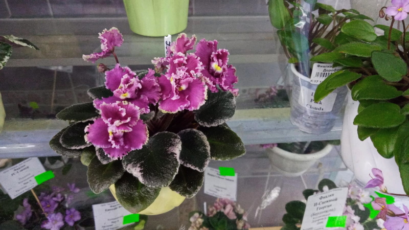 Jolly Frills