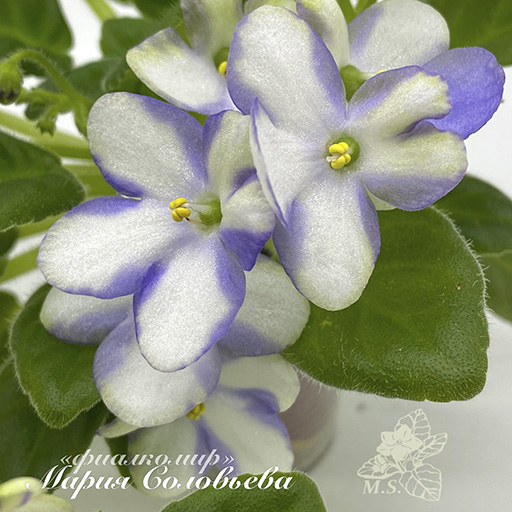 MS-Родничок7.jpg
