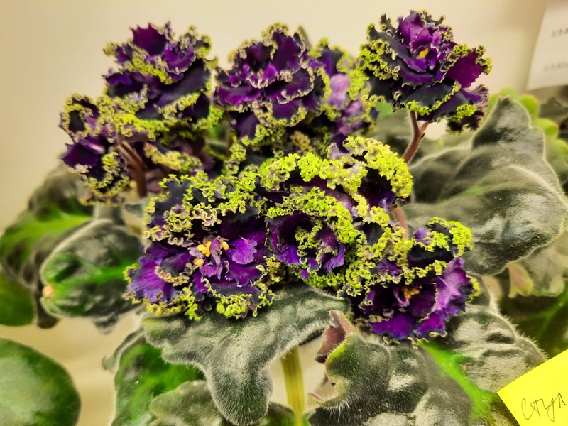 Purple Passion.jpg