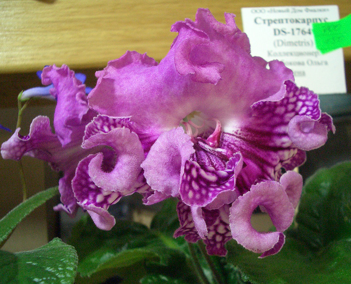 CIMG0252.jpg