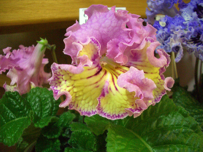 CIMG0249.jpg