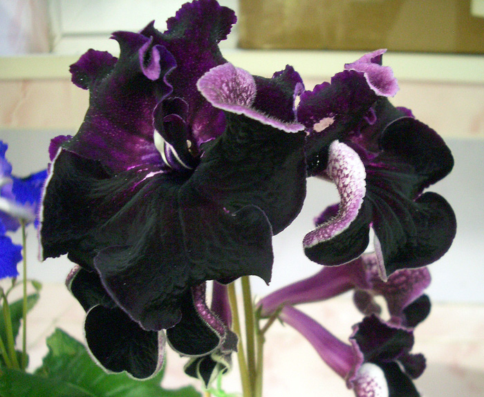 CIMG0275.jpg