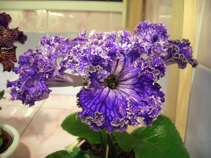 CIMG0274.jpg