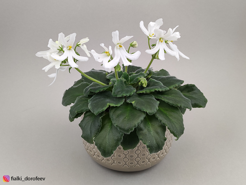 Lunar Lily White