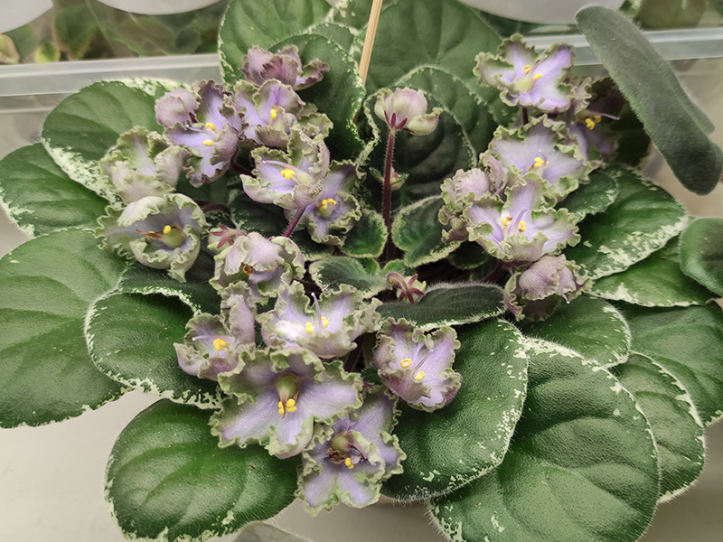 ЛЕ-Анечка