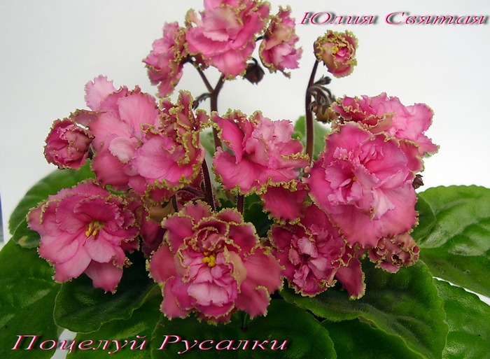 Поцелуй Русалки (Морев)