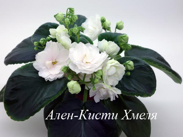 Ален-Кисти Хмеля.jpg