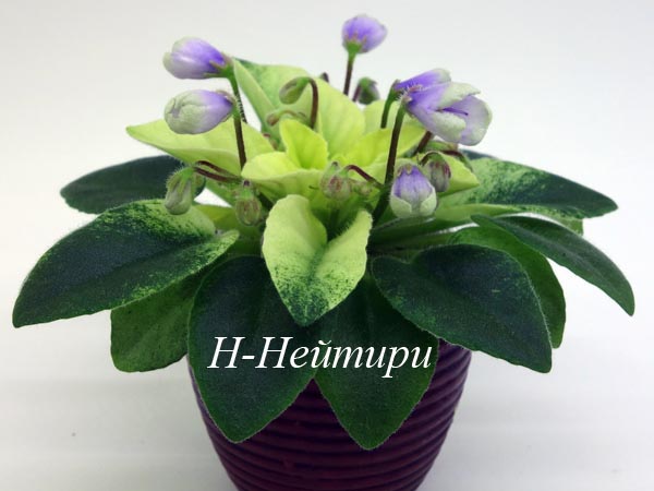 Н-Нейтири.jpg