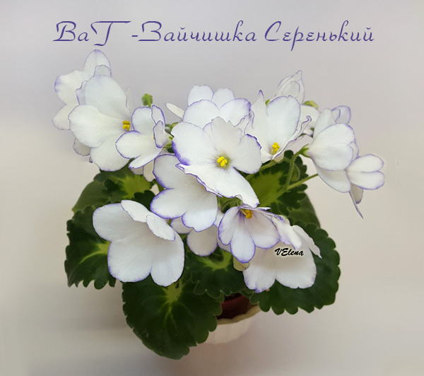 ват_зайчишка_серенький.jpg
