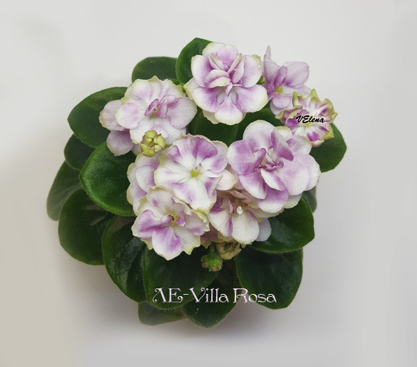 ле_villa_rosa.jpg