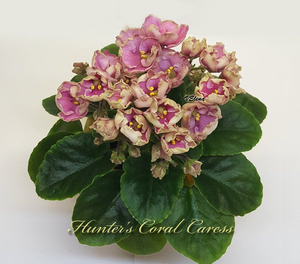 hunters_coral_caress.jpg