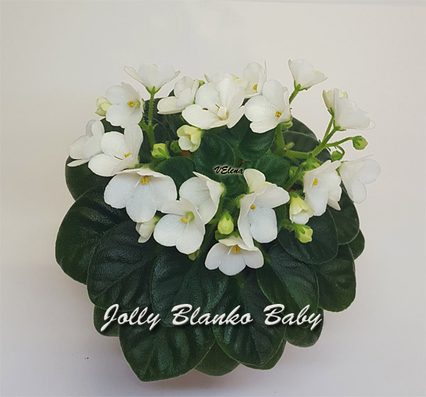 jolly_blanco_baby.jpg