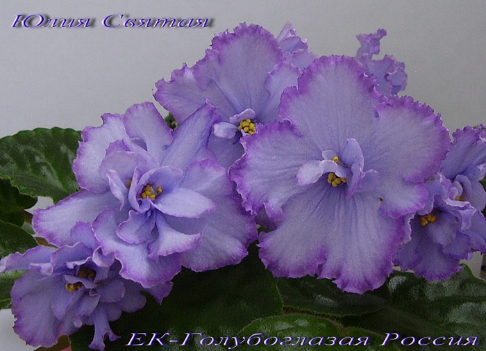 ЕК-Голубоглазая Россия (Коршунова)
