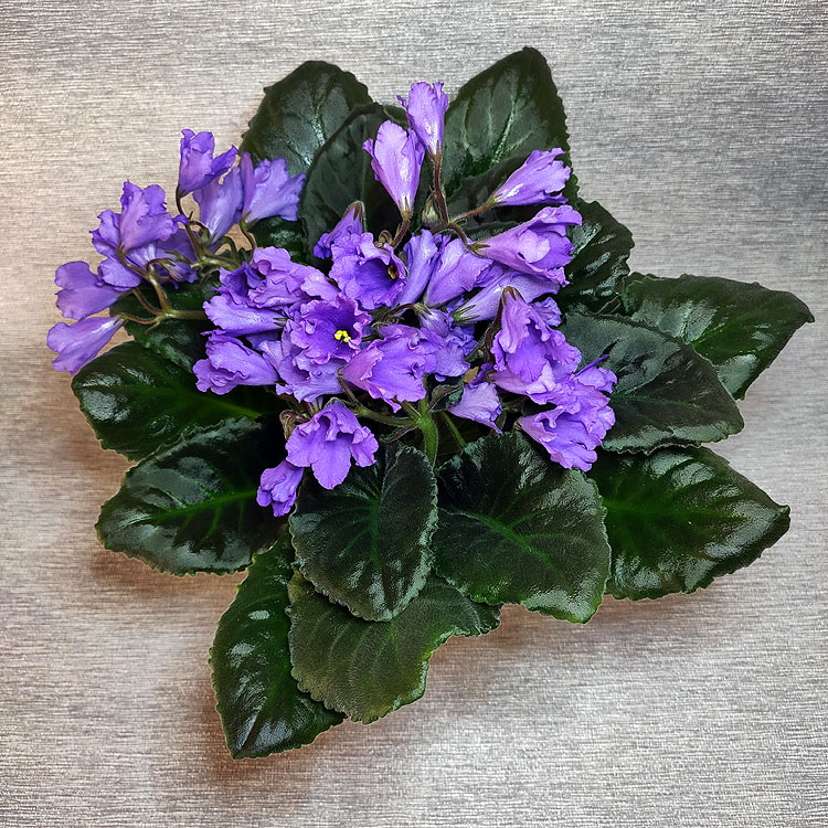 Senk's Big Bells (R.Follett /D.Senk)