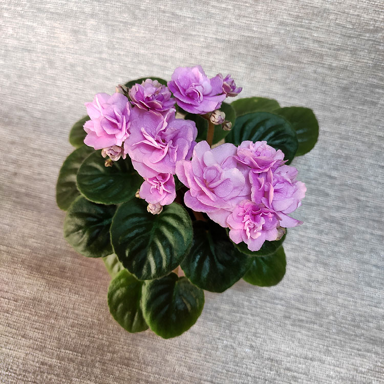 Rosy Cheeks (LLG/P.Sorano)