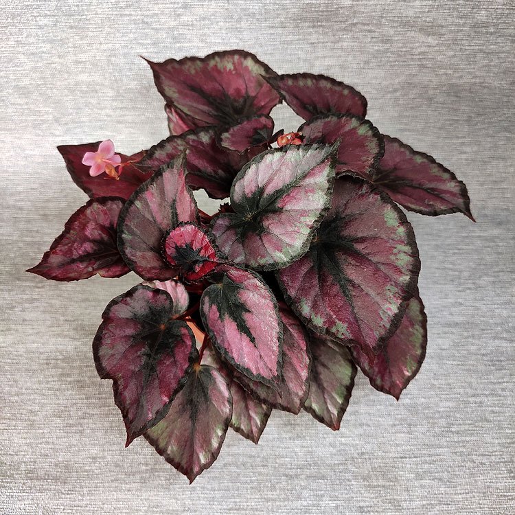 Red Кiss (A.W.Hoefnagels)