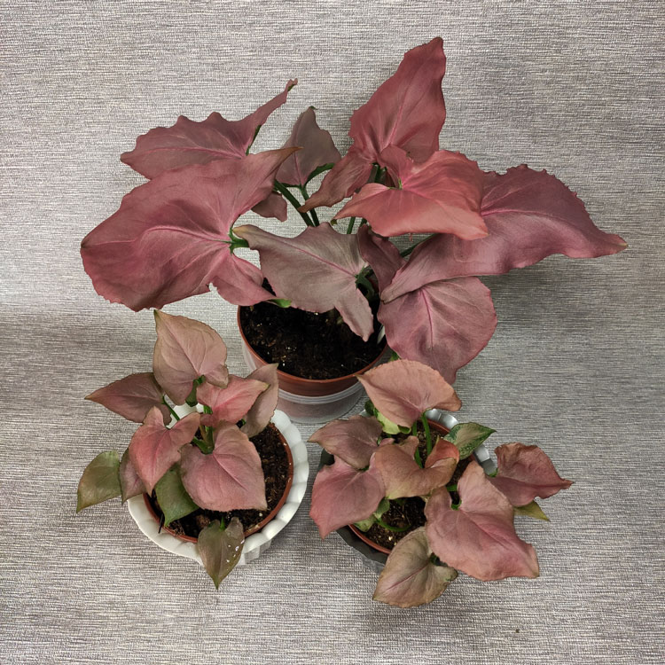Сингониум (лат. Syngonium) 'Strawberry Cream'