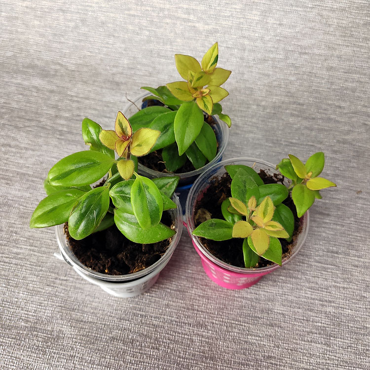 Nematanthus Gregarius "Sarah"