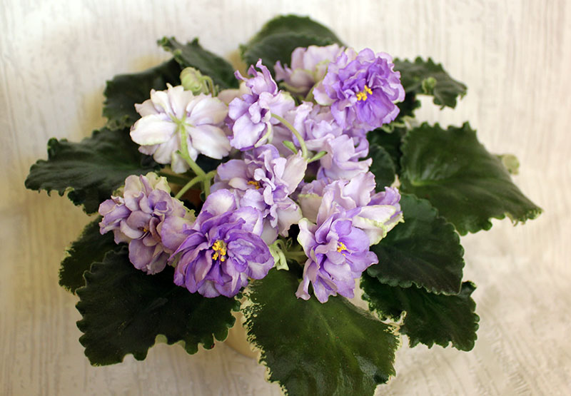 ЛЕ-Кристина.jpg