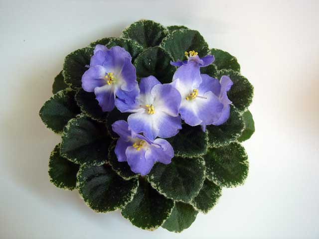 Shirl's-Hawaiian-Lei.jpg