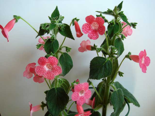 amabilis.jpg