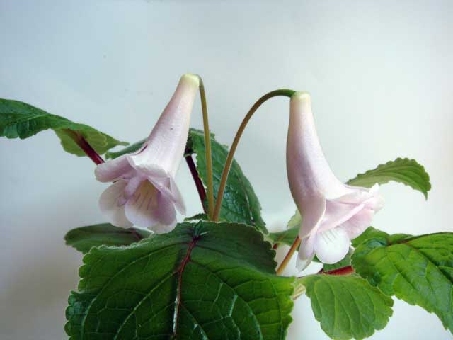 Playful-Porpois.jpg