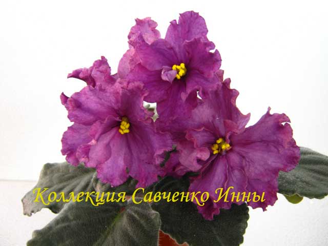 Изображение-483.jpg