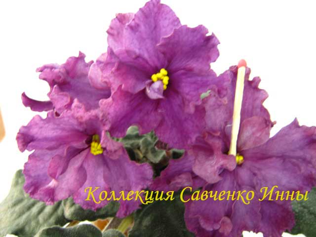 Изображение-486.jpg