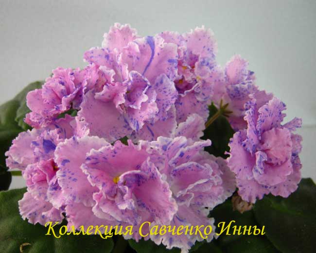 Изображение-477.jpg