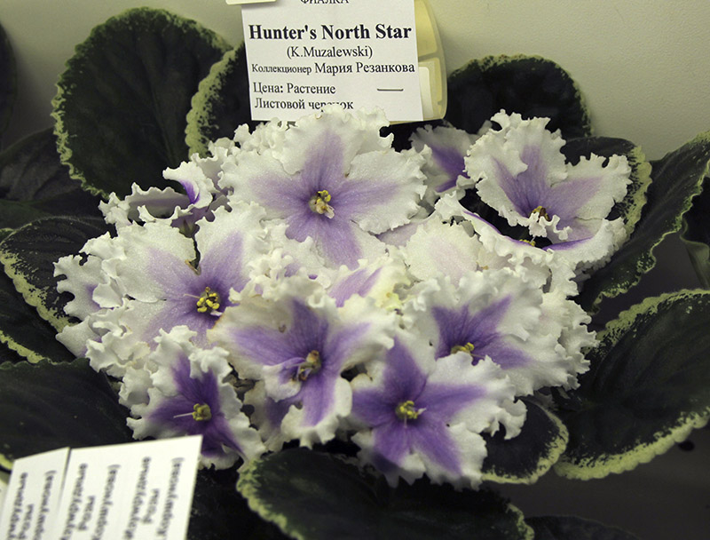 Hunter's North Star
