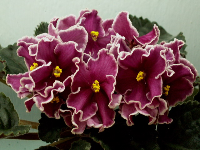 Rhumba Red.jpg