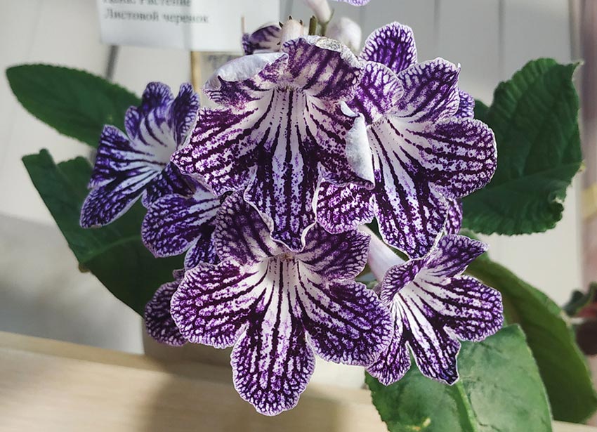 Polka-Dot-Purple---Киселёва.jpg