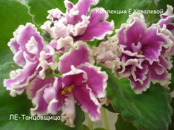 ЛЕ-Танцовщица.jpg