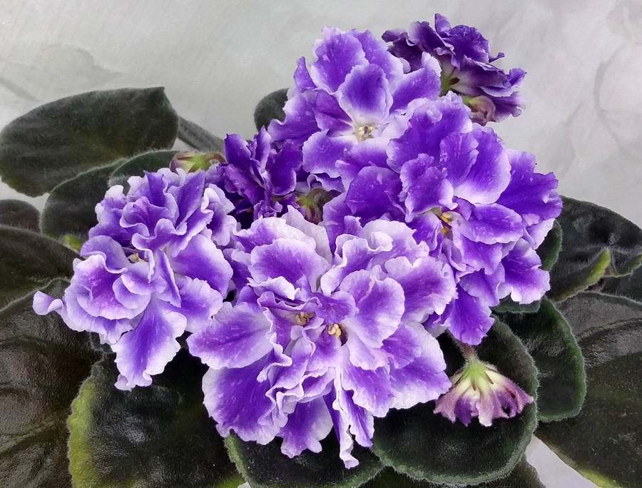 ЛФ-Волшебница.jpg