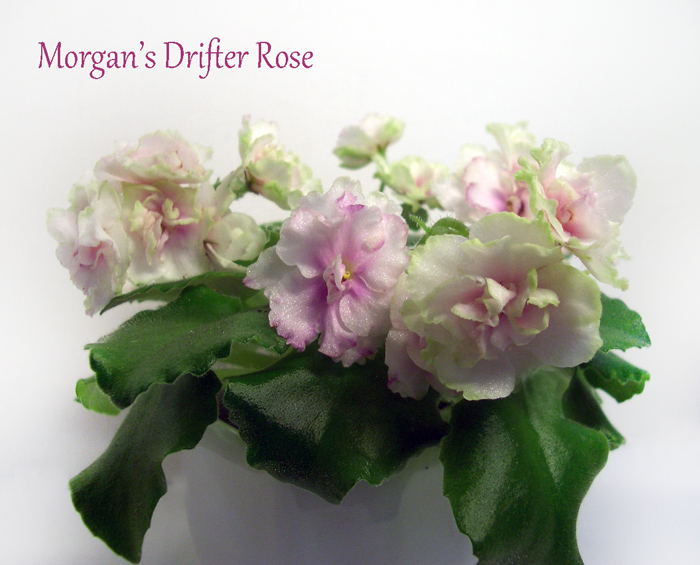Morgan's Drifter Rose.jpg