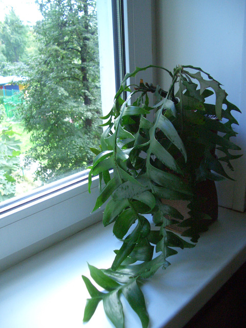 marniera chrysocardium (2).jpg