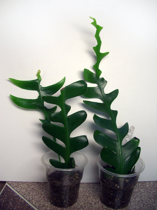 Marniera chrysocardium.jpg
