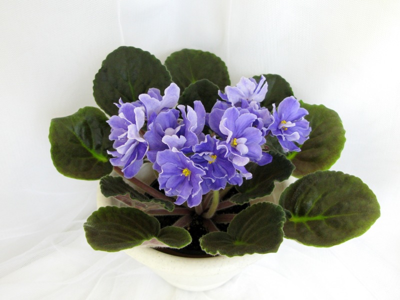 ЛЕ-Арамис.JPG