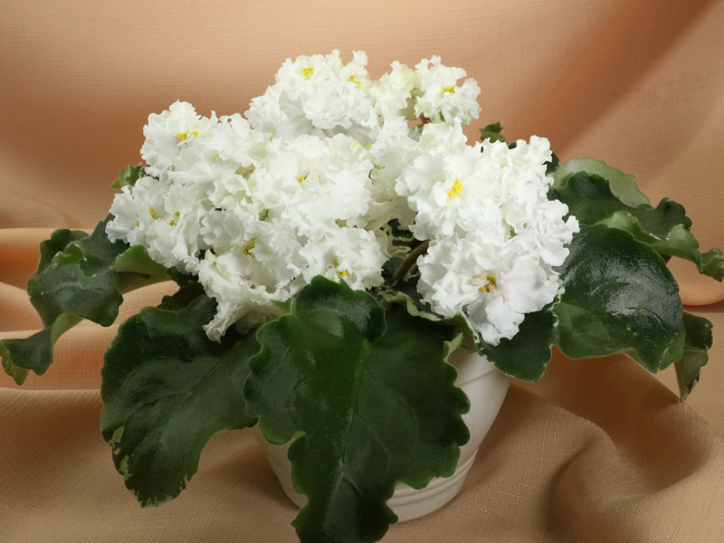 SV-Лохматый Шмель