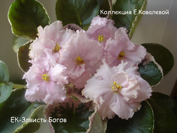 ЕК-Зависть-Богов111.jpg