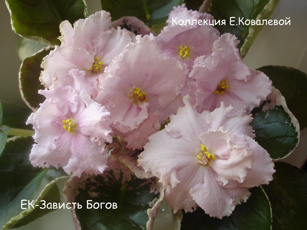 ЕК-Зависть-Богов11.jpg