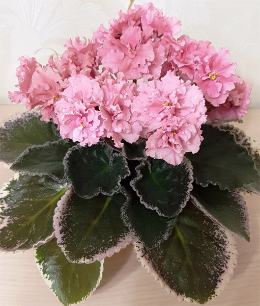 ЛЕ-Одалиска