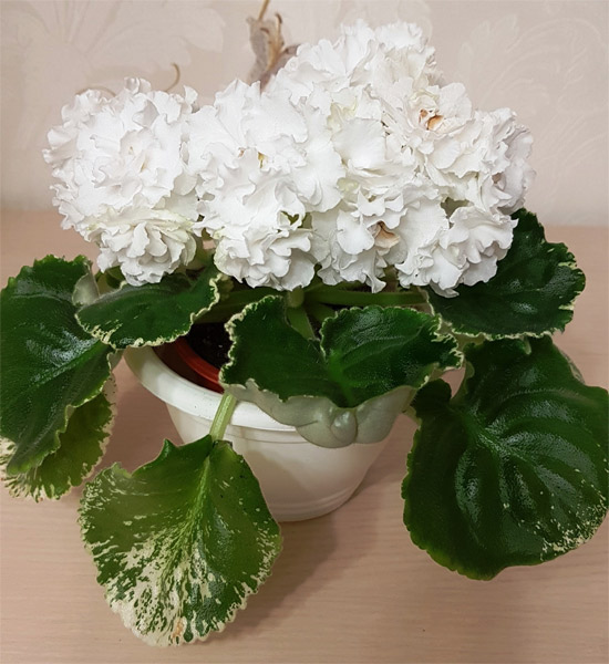 ЛЕ-Белая Камелия