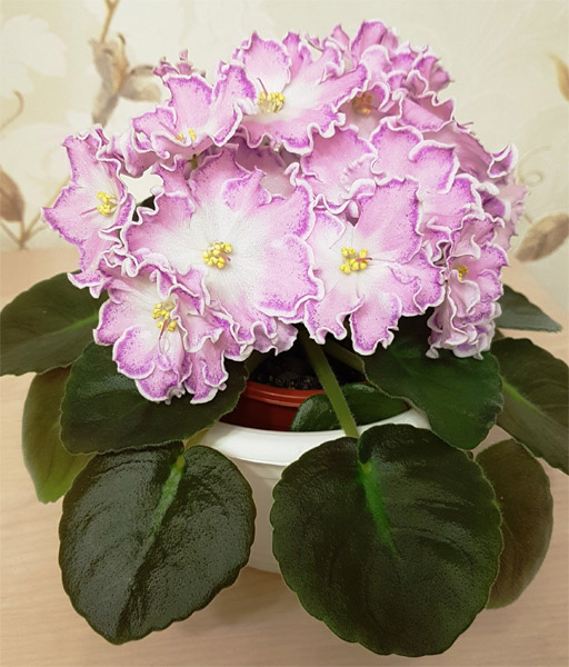 ПТ-Хрустальная Леди