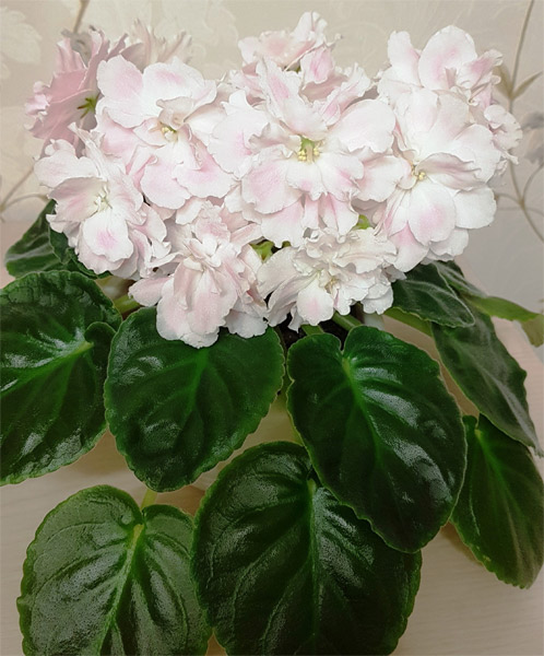 ПТ-Розовые Облака