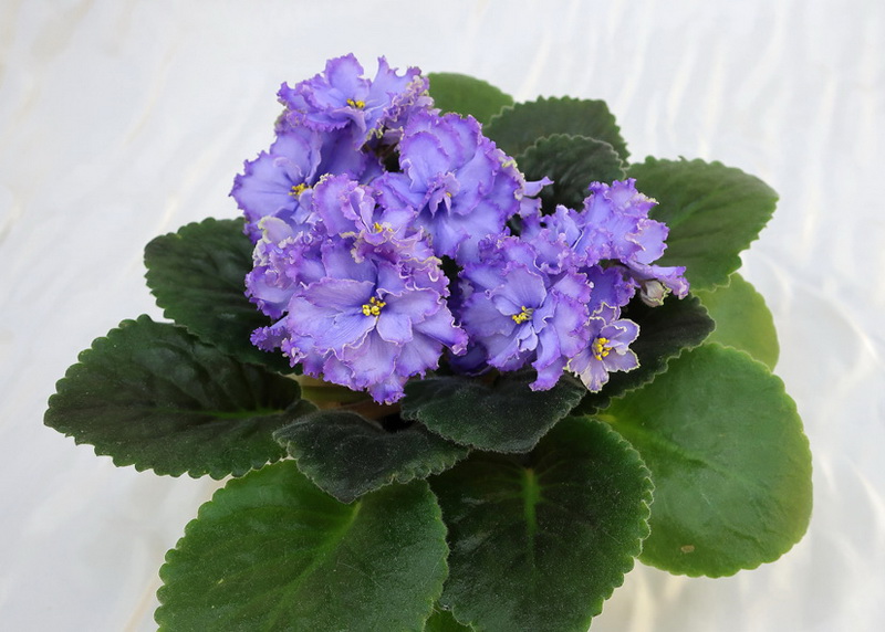 Blue Dragon (LLGP. Sorano)  Т.Копейкина.jpg