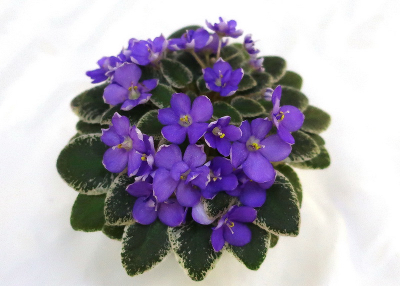 Cajun's Lil Forever Blue (B. Thibodeaux)  И.Милехин.JPG