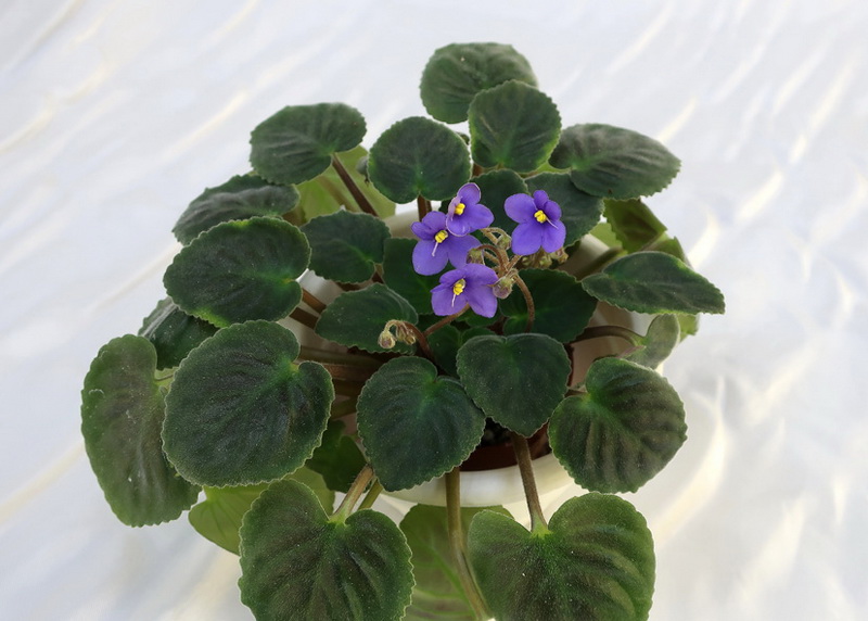 S. Ionantha  Калгины.JPG