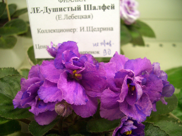 CIMG0757.jpg