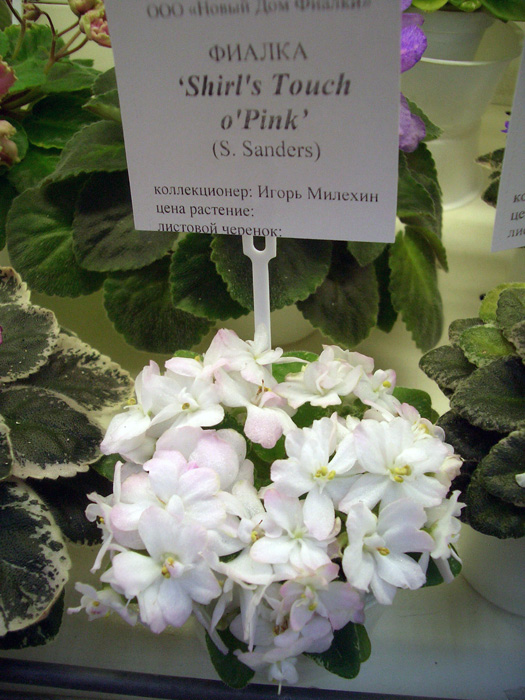 CIMG0761.jpg
